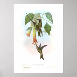 Pôster Colibri