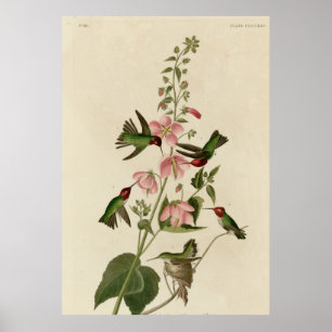 Poster Colibri Columbian