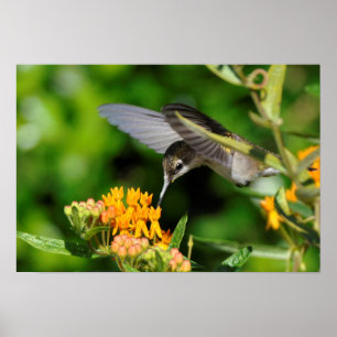 Pôster Colibri com fome