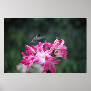 Pôster colibri com lírios de beladona