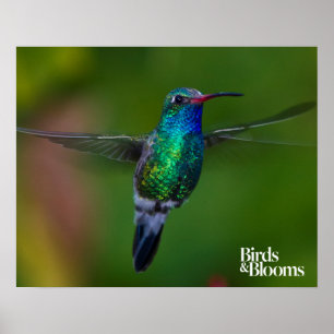 Poster Colibri de flutuação