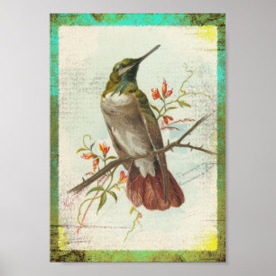 Pôster Colibri do vintage
