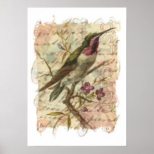 Pôster Colibri do vintage