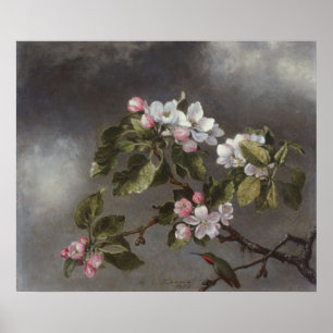 Poster Colibri e flores Martin J. Heade de Apple