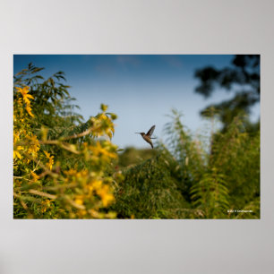 Poster Colibri em vôo
