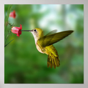 Pôster Colibri em vôo
