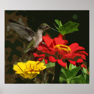 Pôster Colibri em Zinnias