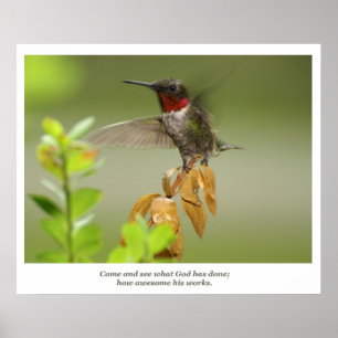 Poster Colibri impressionante