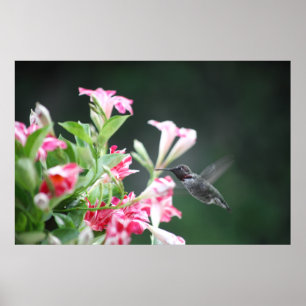 Pôster colibri no mandevilla