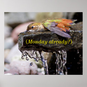 Pôster Colibri que coloca na água