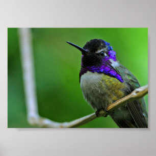 Pôster Colibri roxo