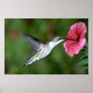 Pôster colibri Rubi-throated (fêmea) com petúnia