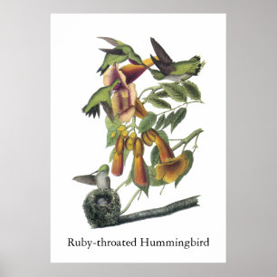 Pôster colibri Rubi-throated, John Audubon