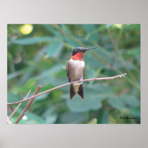 Poster Colibri Throated do rubi masculino
