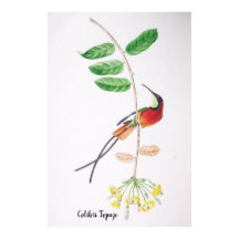 Colibri Topaze - Aves do Brasil