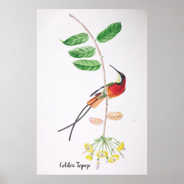 Poster Colibri Topaze - Aves do Brasil (Frente)