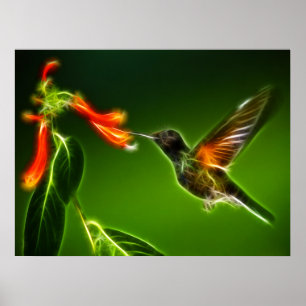 Pôster Colibri verde de Violetear