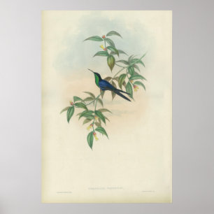 Poster Colibri verde e azul de Gould