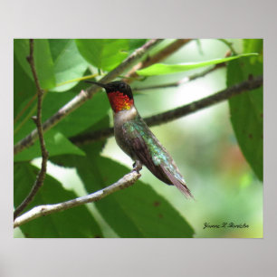 Pôster Colibri vermelho brilhante da Rubi-Garganta