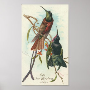 Pôster Colibris do Natal