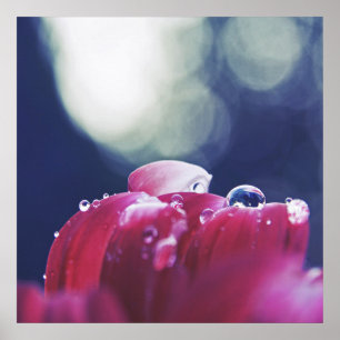 Poster Colírio de Abstrato elegante em Petais de Flor Ros
