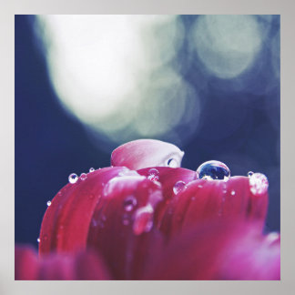 Poster Colírio de Abstrato elegante em Petais de Flor Ros