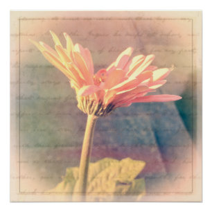 Pôster Collage de Gerbera Daisy Rosa