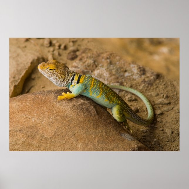 Pôster Collared Lizard (Frente)