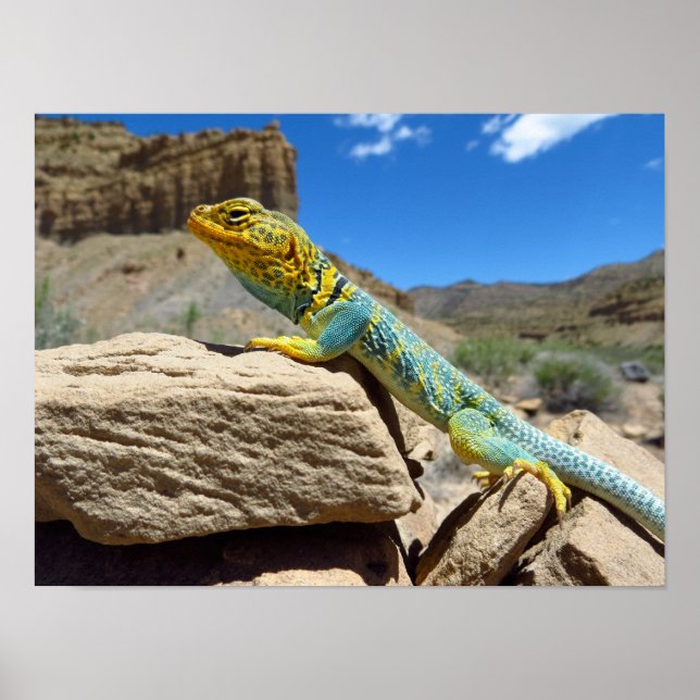 Poster Collared Lizard perto dos Primaveras Thompson (Frente)