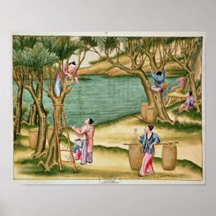 Poster Collecting mulberries