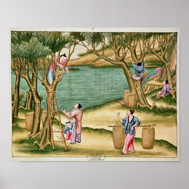 Poster Collecting mulberries (Frente)