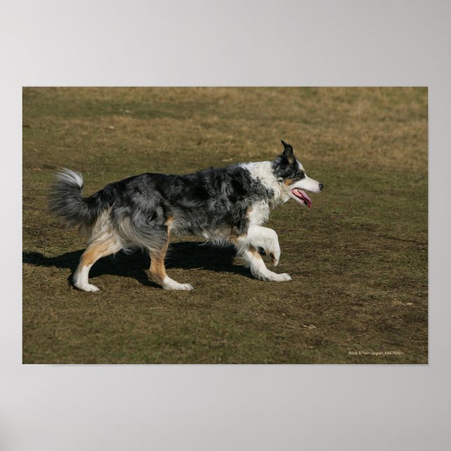 Poster Collie de Borda Executando 1 (Frente)
