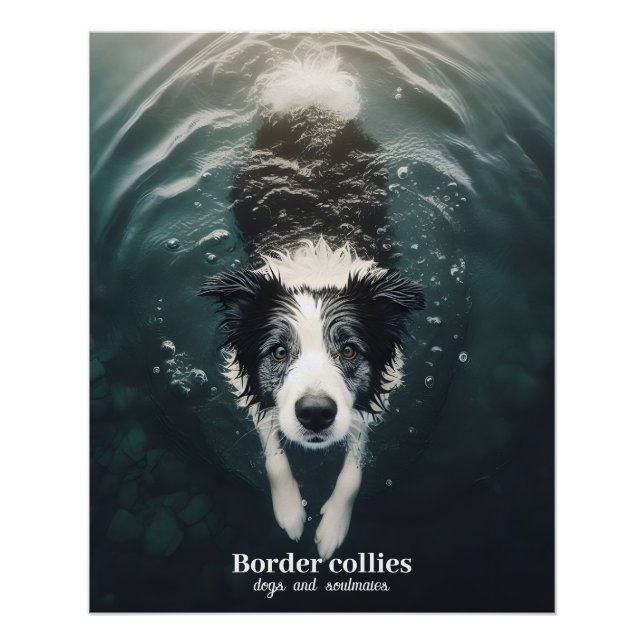 Pôster Collie de borda - poster (Frente)
