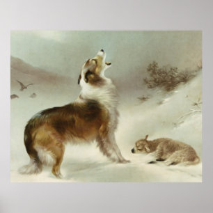 Pôster Collie e ovelha