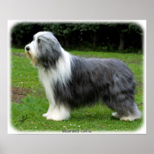 Pôster Collie farpado 8R002D-16