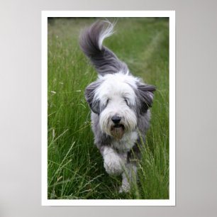 Poster Collie farpado na grama alta
