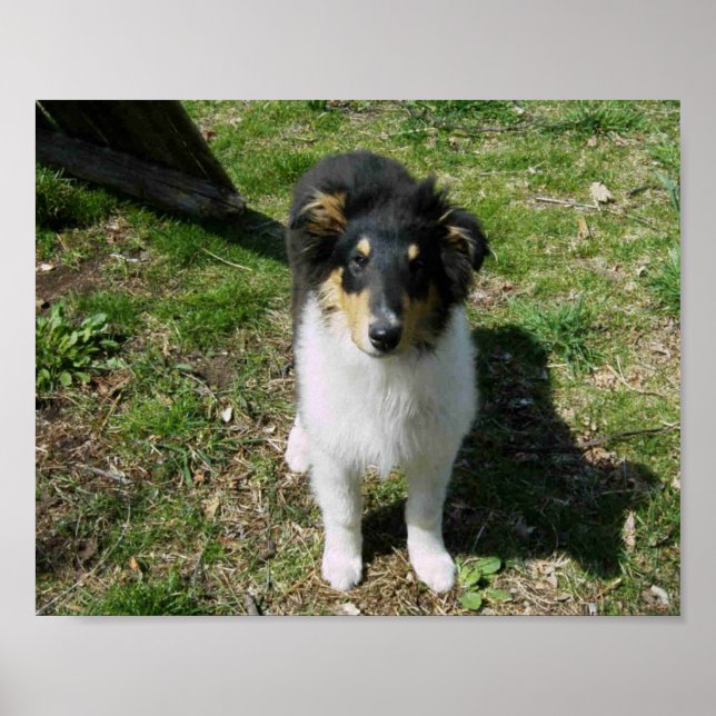 POSTER COLLIE PUPPY (Frente)