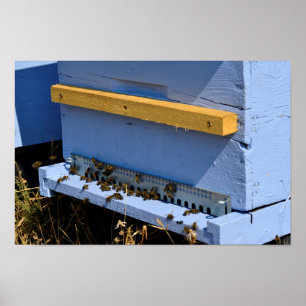 Poster Colmeia azul