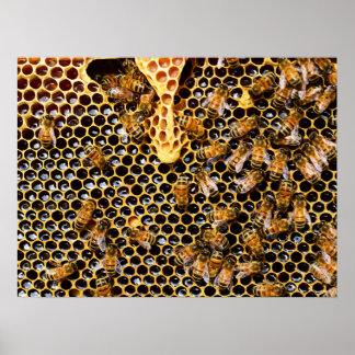 Poster Colmeia de Abelhas com Colo de Honeycomb Próximo