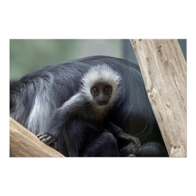Pôster Colobus polykomos (Frente)
