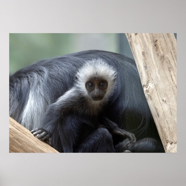 Poster Colobus polykomos (Frente)