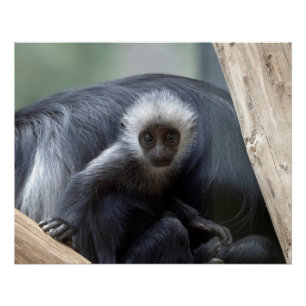 Pôster Colobus polykomos