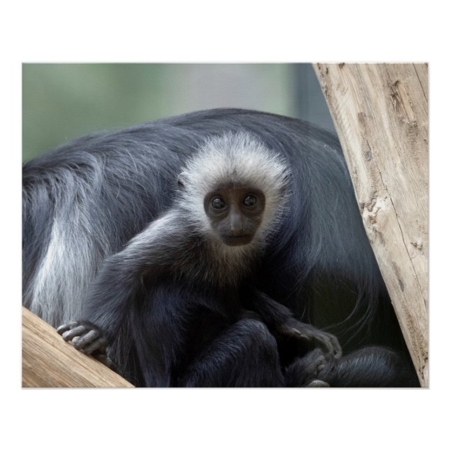 Pôster Colobus polykomos (Frente)