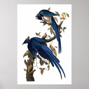 Poster Colômbia Jay   John James Audubon