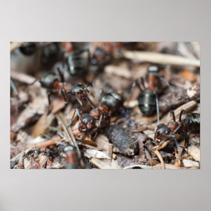 Poster Colônia de Ant