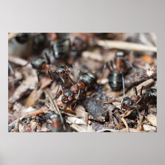 Poster Colônia de Ant (Frente)