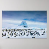 Colônia de Imperador Penguin