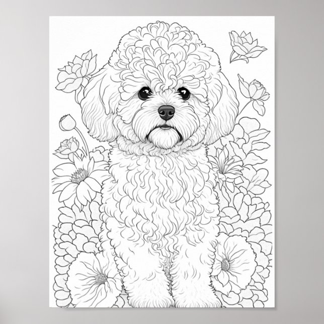 Poster Coloração do Adulto Bichon Frise (Frente)