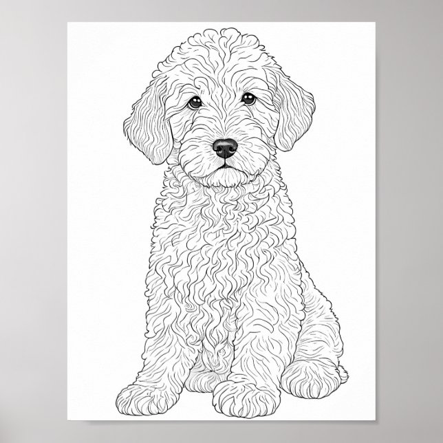 Poster Coloração do adulto Labradoodle (Frente)