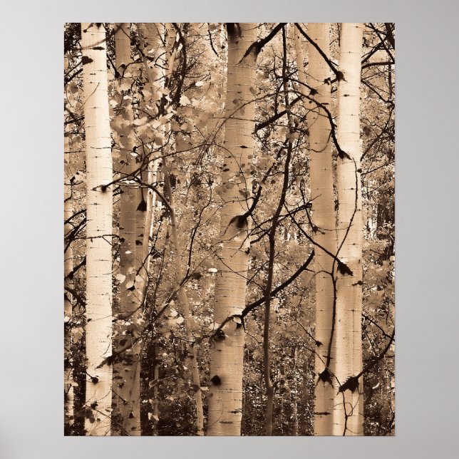 Pôster Colorado Aspens (Frente)